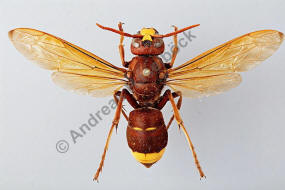 Vespa orientalis / Orientalische Hornisse / Vespidae - Faltenwespen - Vespinae - Echte Wespen