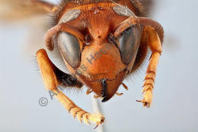 Vespa velutina / "Asiatische Hornisse" / Vespidae - Faltenwespen - Vespinae - Echte Wespen