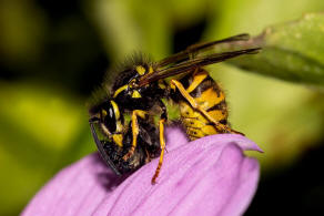 Vespula germanica / Deutsche Wespe (Arbeiterin) / Vespidae - Faltenwespen - Vespinae - Echte Wespen