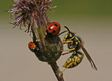 Vespula germanica / Deutsche Wespe (Arbeiterin) / Vespidae - Faltenwespen - Vespinae - Echte Wespen