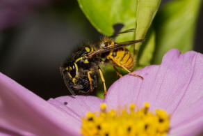 Vespula germanica / Deutsche Wespe (Arbeiterin) / Vespidae - Faltenwespen - Vespinae - Echte Wespen