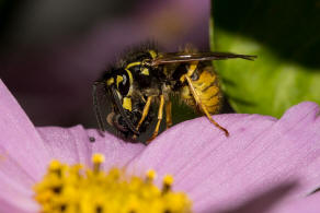 Vespula germanica / Deutsche Wespe (Arbeiterin) / Vespidae - Faltenwespen - Vespinae - Echte Wespen