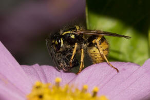 Vespula germanica / Deutsche Wespe (Arbeiterin) / Vespidae - Faltenwespen - Vespinae - Echte Wespen