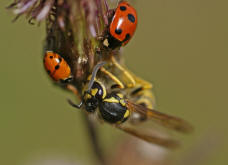 Vespula germanica / Deutsche Wespe (Arbeiterin) / Vespidae - Faltenwespen - Vespinae - Echte Wespen