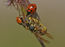 Vespula germanica / Deutsche Wespe (Arbeiterin) / Vespidae - Faltenwespen - Vespinae - Echte Wespen