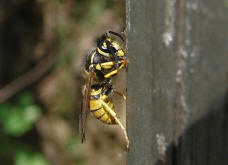 Vespula germanica / Deutsche Wespe (Arbeiterin) / Vespidae - Faltenwespen - Vespinae - Echte Wespen