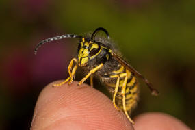 Vespula germanica / Deutsche Wespe / Vespidae - Faltenwespen - Vespinae - Echte Wespen