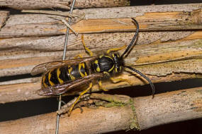 Vespula germanica / Deutsche Wespe / Vespidae - Faltenwespen - Vespinae - Echte Wespen