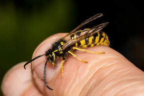 Vespula germanica / Deutsche Wespe / Vespidae - Faltenwespen - Vespinae - Echte Wespen