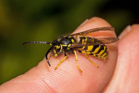 Vespula germanica / Deutsche Wespe / Vespidae - Faltenwespen - Vespinae - Echte Wespen