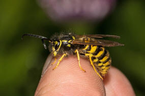 Vespula germanica / Deutsche Wespe / Vespidae - Faltenwespen - Vespinae - Echte Wespen