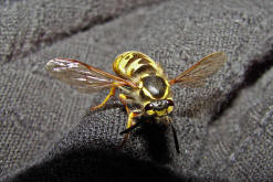 Vespula germanica / Deutsche Wespe (Arbeiterin) / Vespidae - Faltenwespen - Vespinae - Echte Wespen