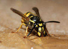 Vespula germanica / Deutsche Wespe / Vespidae - Faltenwespen - Vespinae - Echte Wespen