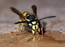 Vespula germanica / Deutsche Wespe / Vespidae - Faltenwespen - Vespinae - Echte Wespen