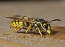 Vespula germanica / Deutsche Wespe / Vespidae - Faltenwespen - Vespinae - Echte Wespen