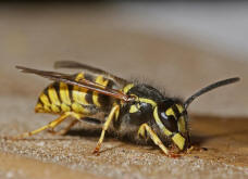 Vespula germanica / Deutsche Wespe / Vespidae - Faltenwespen - Vespinae - Echte Wespen