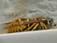 Vespula vulgaris / Gemeine Wespe (Knigin) / Vespidae - Faltenwespen - Vespinae - Echte Wespen