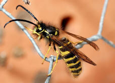 Vespula vulgaris / Gemeine Wespe (Mnnchen) / Vespidae - Faltenwespen - Vespinae - Echte Wespen