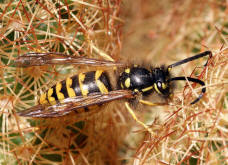 Vespula vulgaris / Gemeine Wespe (Mnnchen) / Vespidae - Faltenwespen - Vespinae - Echte Wespen