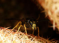 Vespula vulgaris / Gemeine Wespe (Mnnchen) / Vespidae - Faltenwespen - Vespinae - Echte Wespen