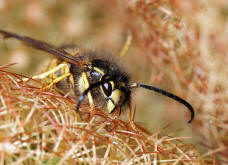 Vespula vulgaris / Gemeine Wespe (Mnnchen) / Vespidae - Faltenwespen - Vespinae - Echte Wespen