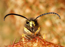 Vespula vulgaris / Gemeine Wespe (Mnnchen) / Vespidae - Faltenwespen - Vespinae - Echte Wespen