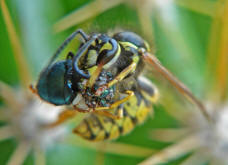 Vespula germanica / Deutsche Wespe (Arbeiterin) / Vespidae - Faltenwespen - Vespinae - Echte Wespen