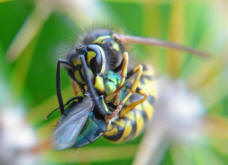 Vespula germanica / Deutsche Wespe (Arbeiterin) / Vespidae - Faltenwespen - Vespinae - Echte Wespen