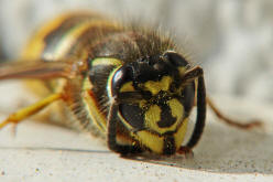 Vespula vulgaris / Gemeine Wespe (Knigin) / Vespidae - Faltenwespen - Vespinae - Echte Wespen