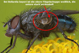 Bellardia bayeri / Ohne deutschen Namen / Schmeifliegen - Calliphoridae / Ordnung: Zweiflgler - Diptera / Fliegen - Brachycera