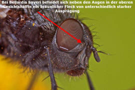 Bellardia bayeri / Ohne deutschen Namen / Schmeifliegen - Calliphoridae / Ordnung: Zweiflgler - Diptera / Fliegen - Brachycera