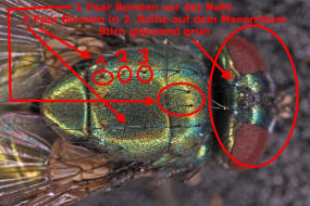 Borsten auf dem Mesonotum von Neomyia cornicina