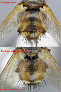 Vergleich Tachina fera vs. Tachina magnicornis