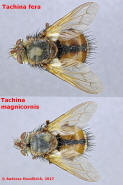 Vergleich Tachina fera vs. Tachina magnicornis