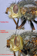 Vergleich Tachina fera vs. Tachina magnicornis