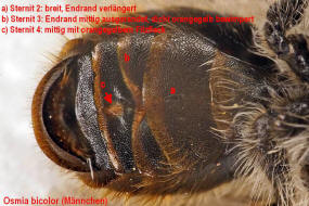 Bestimmungshilfe Männchen von Osmia bicolor / Zweifarbige Schneckenhaus Mauerbiene / Megachilinae ("Blattschneiderbienenartige") / Hautflügler - Hymenoptera