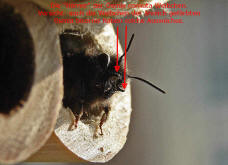 Osmia cornuta / Gehörnte Mauerbiene / Megachilinae ("Blattschneiderbienenartige")
