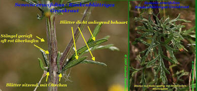 Senecio erucifolius / Raukenblättriges Greiskraut (Details) / Asteraceae / Korbblütengewächse