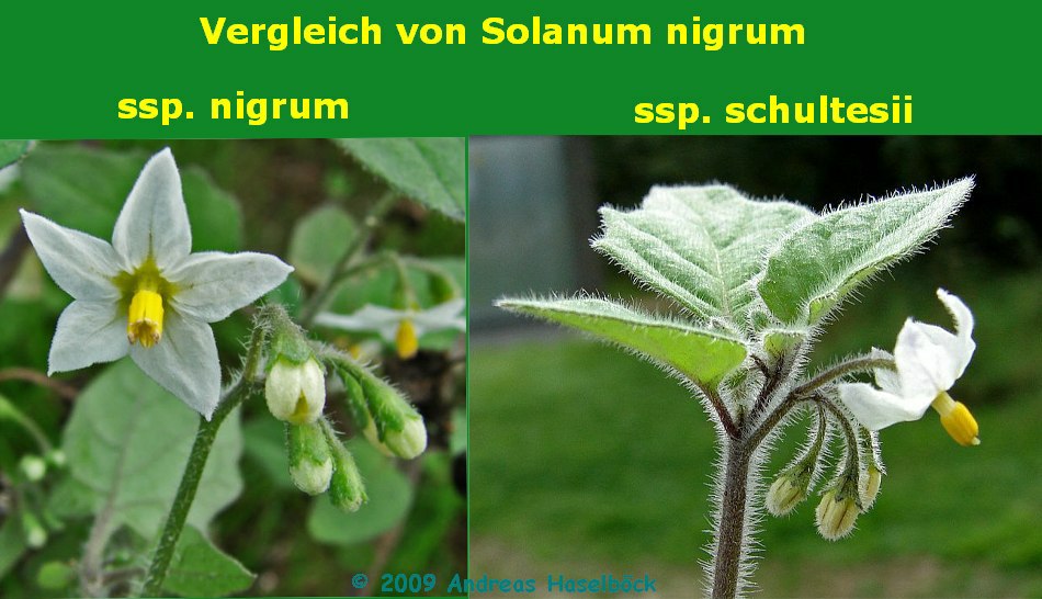 Vergleich von Solanum nigrum ssp. nigrum mit Solanum nigrum ssp. schultesii