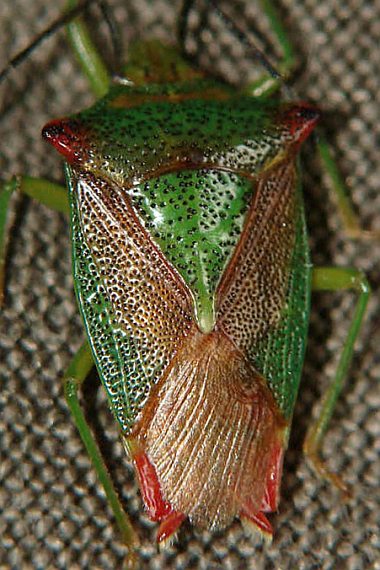 Acanthosoma haemorrhoidale