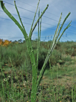 Besenginster / Cytisus scoparius