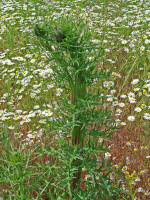 Nickenden Distel / Carduus nutans