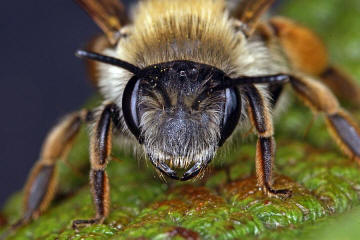 Andrena gravida