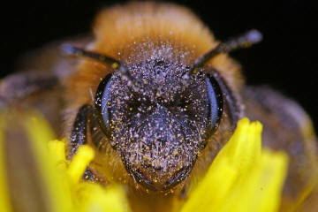 Andrena nitida