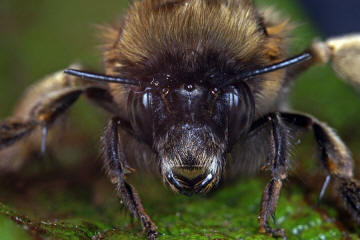 Anthophora plumipes