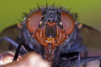 ♀ / Calliphora vicina