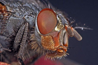 Calliphora vicina