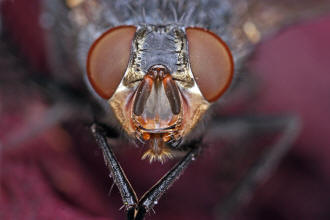 ♀ / Calliphora vicina