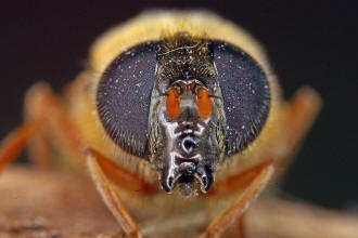 Cheilosia albipila / Weiden-Erzschwebfliege / Schwebfliegen - Syrphidae / Ordnung: Zweiflgler - Diptera / Fliegen - Brachycera