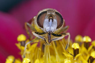 ♀ / Eristalis arbustorum